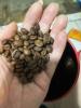 烘咖啡豆